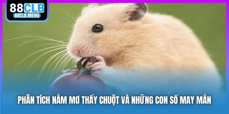 Phân Tích Nằm Mơ Thấy Chuột Và Những Con Số May Mắn