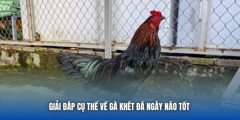 Giải đáp cụ thể về gà khét đá ngày nào tốt