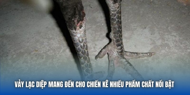 Vảy lạc diệp mang đến cho chiến kê nhiều phẩm chất nổi bật