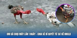 Om Gà Chọi Mấy Lần 1 Ngày - Chia Sẻ Bí Quyết Từ Sư Kê 88CLB