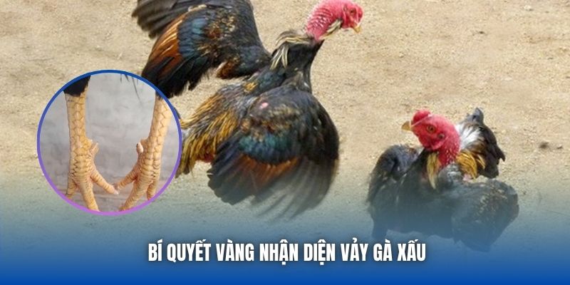 Bí quyết vàng nhận diện vảy gà xấu